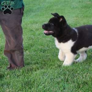 Lyle, Akita Puppy